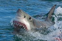 Нападение акулы — что делать?