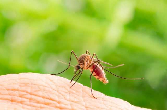 Комариный бум. Пять важных фактов про кровососов