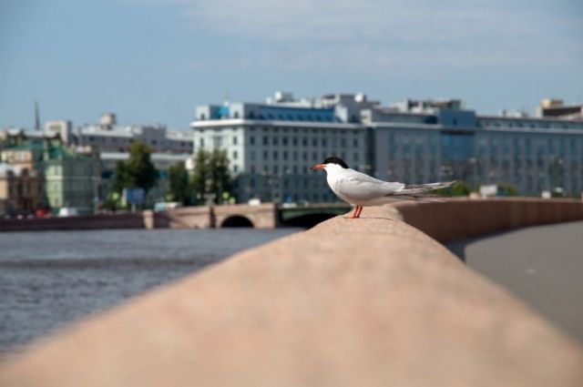 Петербург вошел в ТОП-10 городов, куда россияне хотят отправиться летом