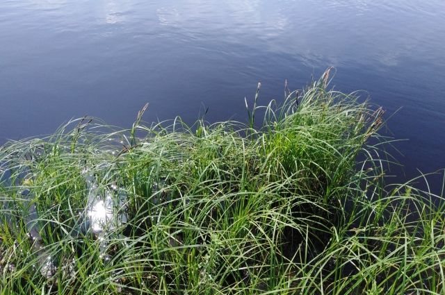 В пруду Центрального парка Тулы найдено тело 15-летнего парня