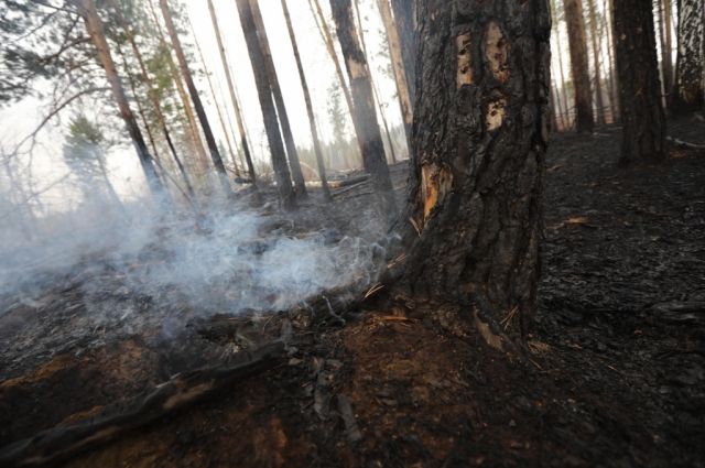 Шесть рубок леса нашли во время тушения пожаров в Иркутской области