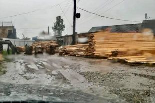 В Черновицкой области чиновники лесхоза организовали хищение древесины