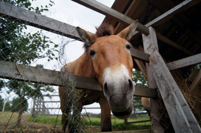 Житель Барышском района украл лошадь и спрятал ее в лесу