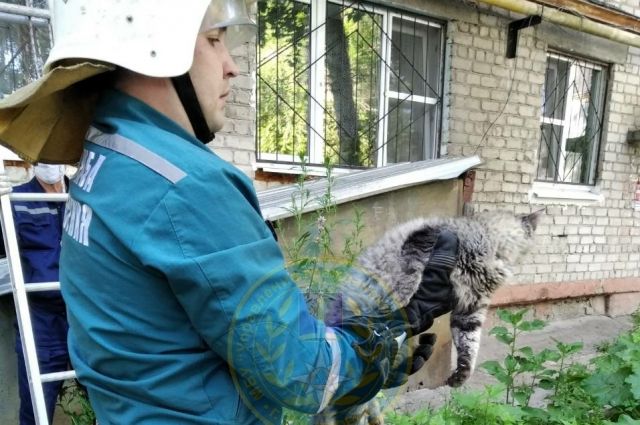Ульяновские спасатели освободили застрявшую в оконной раме кошку