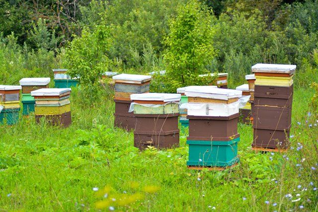 «Бились в конвульсиях». Почему в Курской области продолжают гибнуть пчелы