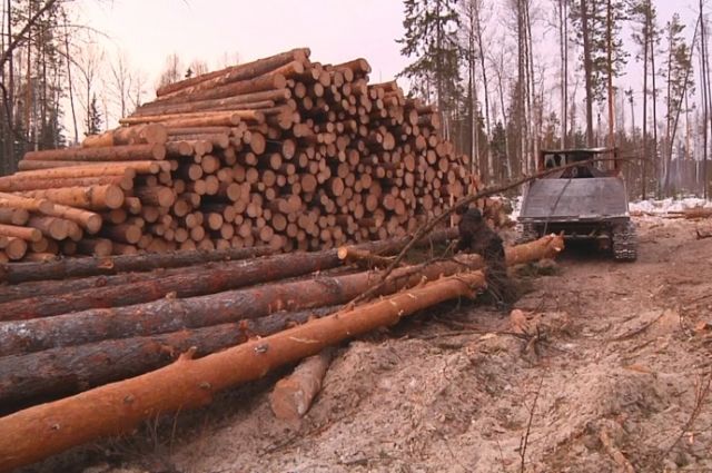 Нижегородский деплесхоз выявил 11 незаконных вырубок леса из космоса
