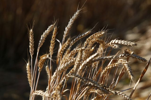 В Краснодарском крае началась уборка пшеницы