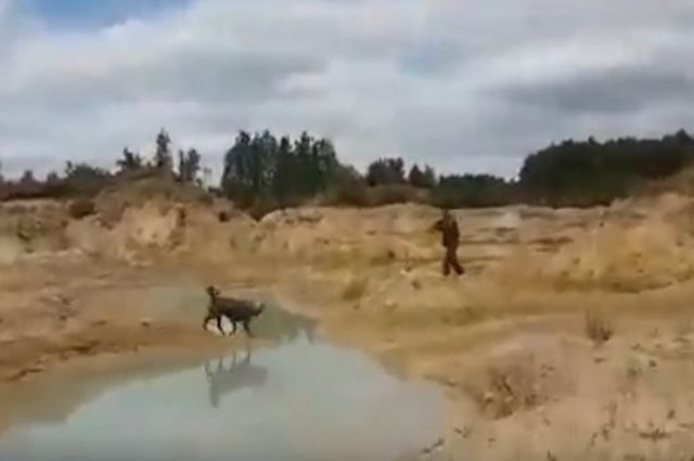В Челябинске задержан охотник, жестоко застреливший собаку из-за утки