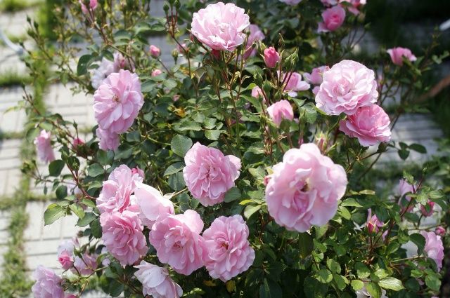 Клумба с розами: 82 фото оформлений на даче | aikimaster.ru