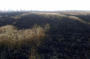 В Николаевской области выгорели пшеничные поля