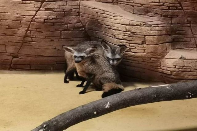 В Казанском зоопарке имена для африканских лис выбрала енот Белла