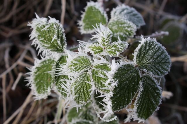 Мороз посреди лета: оренбуржцев предупреждают о ночных заморозках и грозах