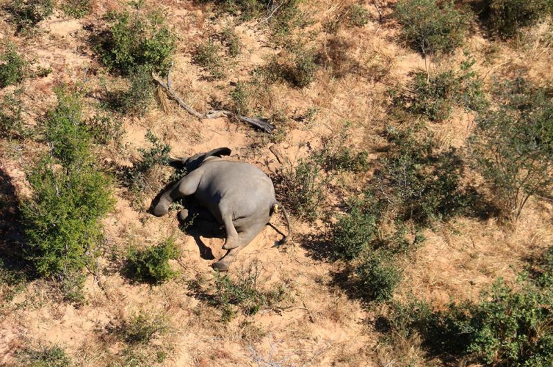 Первые останки скончавшегося слона были обнаружены около Серонга 11 мая. С тех пор тела животных на различных стадиях разложения находили постоянно.