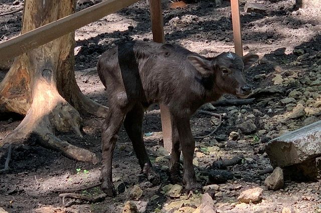 Впервые в ставропольском зоопарке родился буйволёнок