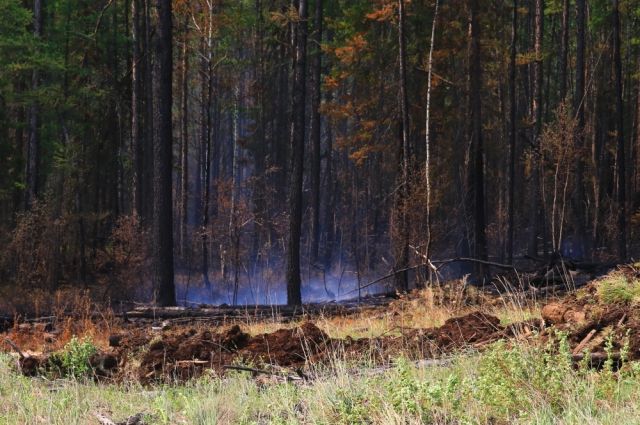 За сутки в России потушили 80 природных пожаров