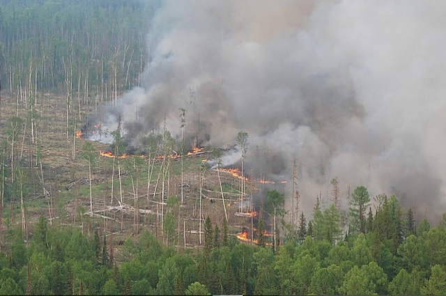 В Ульяновской области МЧС предупреждает о пожарах в лесу из-за жары