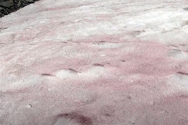 Выпал розовый снег. Розовый снег. Розовый снег в Альпах. Розовый снег в Хибинах. Розовый снег на Камчатке.