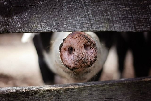 В Омске опрокинулась фура с двумя сотнями свиней