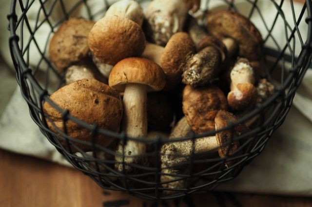 Какая польза от несъедобных грибов