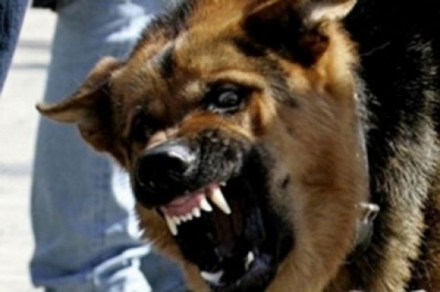 В Брянске произошла массовая драка из-за нападения собак