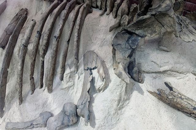 Ученые обнаружили в США останки доисторического дельфина