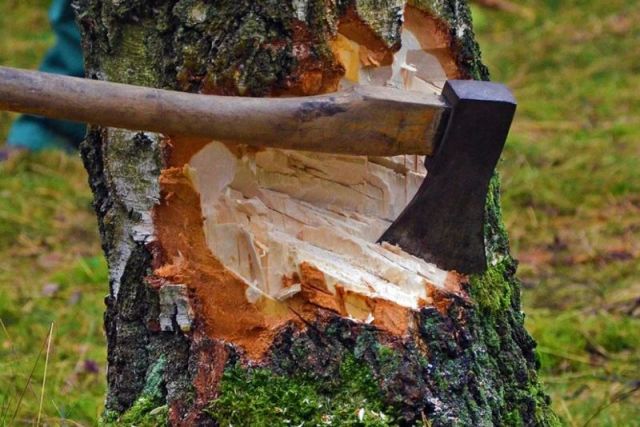 Прокуратура вступилась за реликтовые деревья ценой в 2 миллиона