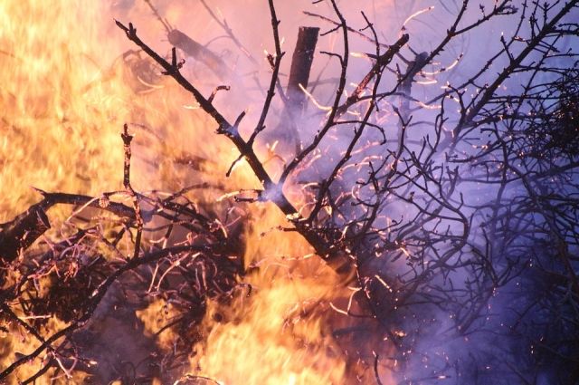 Режим ЧС из-за лесных пожаров могут ввести в Советском районе