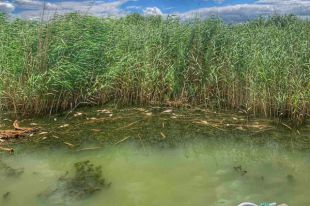 В Одесской области обнаружили массовую гибель рыбы на водохранилище