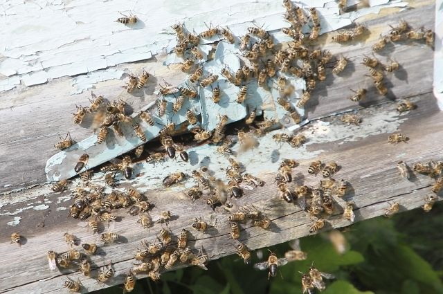 В Самаре рой пчел напал на городской пляж на Некрасовском спуске