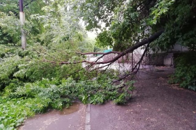 Ураган в Петербурге повалил 75 деревьев