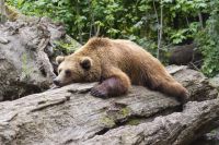 Медведя видели в СОТ «Энергия», леспромхозе и около дачных домов.