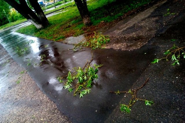 В Брянске упавшее от непогоды дерево повредило автомобиль