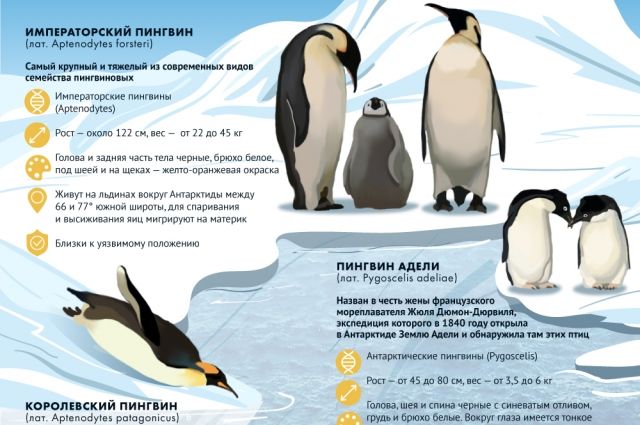 Какие бывают пингвины. Инфографика | Природа | Общество | Аргументы и Факты