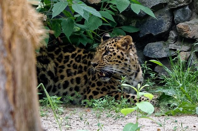 В Новосибирск привезли дальневосточного леопарда с именем жениха Бузовой