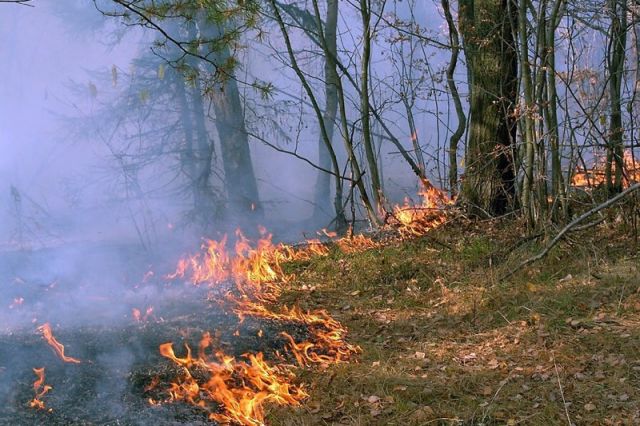 За сутки площадь лесных пожаров в Югре немного увеличилась