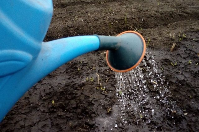 Из-за жары в Пятигорске не хватает воды, горожан просят не поливать огороды