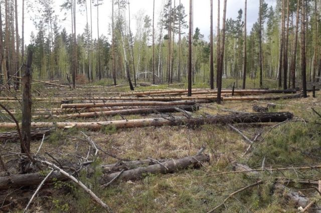 Леса на 89,6 млн рублей незаконной нарубили за неделю в Иркутской области