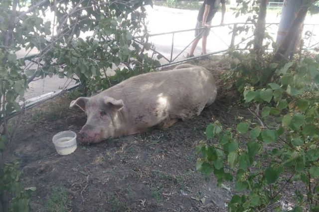 Во дворе в Куйбышевском районе Самары поселилась свинья