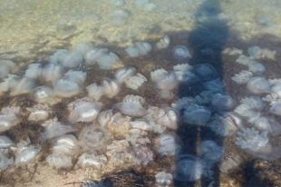 В Кирилловке отдыхающие жалуются на нашествие медуз. Иллюстративное фото.