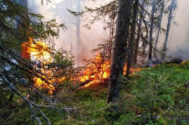 Брянца обвиняют в том, что он устроил лесной пожар