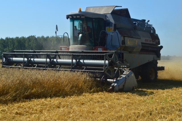 Уборка зерновых стартовала в Новосибирской области