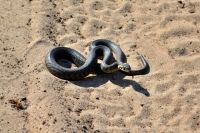 Тюменские врачи спасли мальчика, которого укусила ядовитая змея