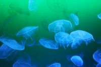В Днепре в пределах Киева поселились медузы и морская рыба-игла