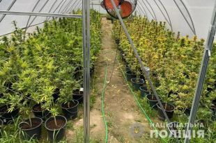 В Киеве мужчина во дворе дома выращивал 440 кустов конопли