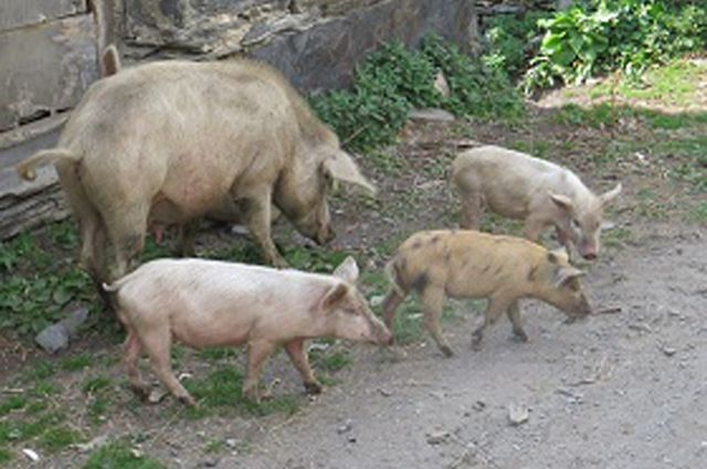 Свиновода из Спиридоновки наказали за угрозу распространения чумы свиней