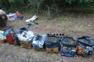 Из зоны ЧАЭС пытались вывезти 320 кг радиоактивных ягод и грибов
