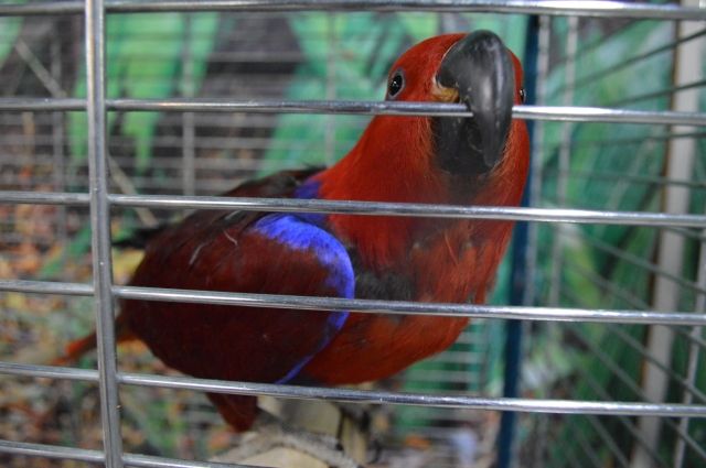 На Кубани мужчина украл попугая из контактного зоопарка в детском кафе