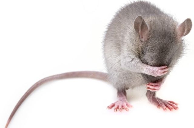 «Гуманизированные» мышата родились в Новосибирске для лечения коронавируса