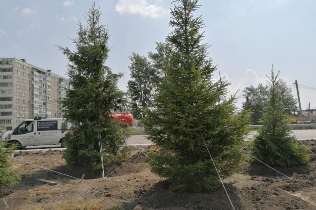 В Челябинске вдоль развязок на автодороге «Меридиан» высадят ели и кизил