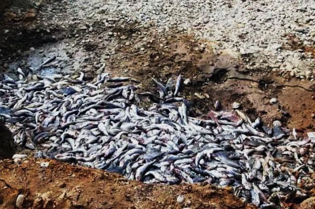 На Камчатке рядом с селом Соболево в лесу нашли рыбную свалку